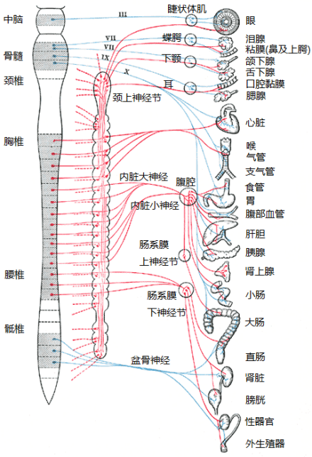 红色部分为交感神经，蓝色部分为副交感神经