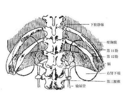 肾周围炎