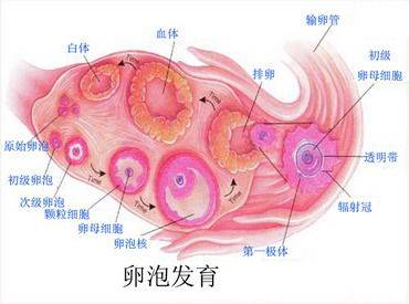 卵泡发育不良