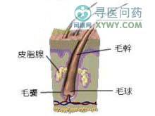 外阴皮肤脂溢性皮炎