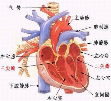 频发房性早搏