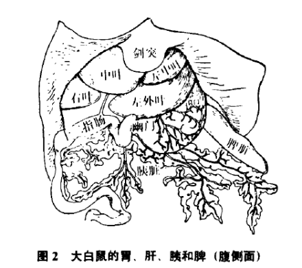 大白鼠的胃、肝、胰和脾