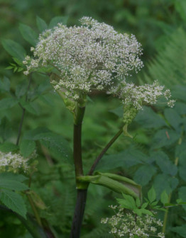 川芎