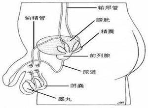 精囊增大