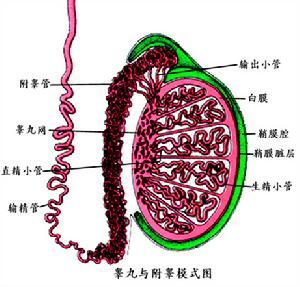 附睾结核