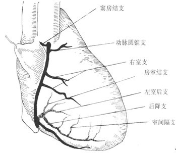 图5 右冠状动脉的解剖