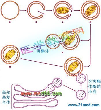 吞噬作用