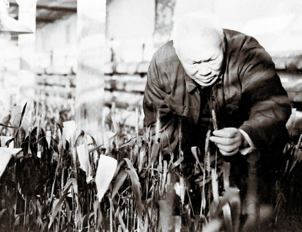 1982年，察旭在实验大棚进行小麦育种研究