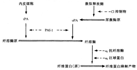 纤维蛋白溶解