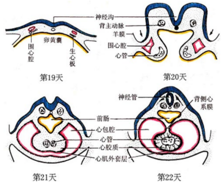 生心区和心管的构建