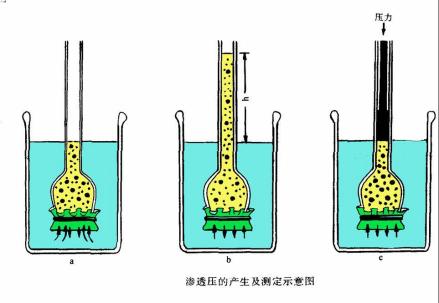 渗透压产生与测量示意图