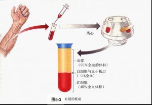 血浆蛋白是血浆中多种蛋白质的总称