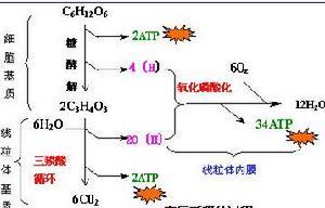 有氧呼吸