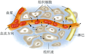 组织细胞