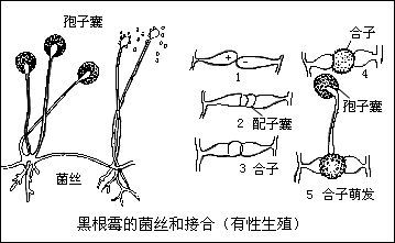 真菌界