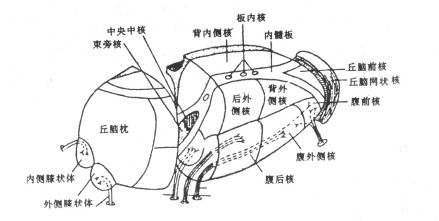 右侧丘脑主要核团示意图