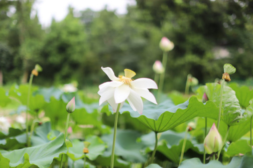 莲-花