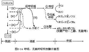 无氧呼吸发酵示意图