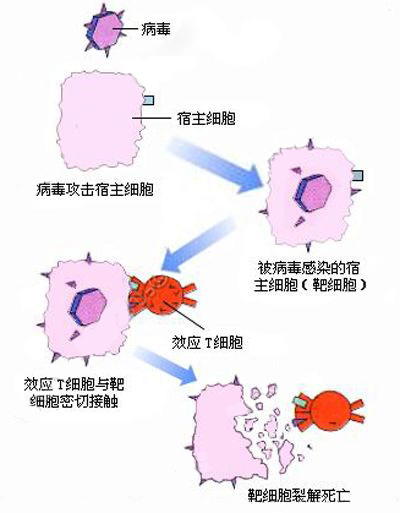 细胞免疫示意图