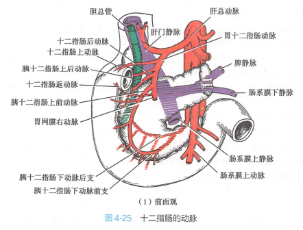 十二指肠的动脉