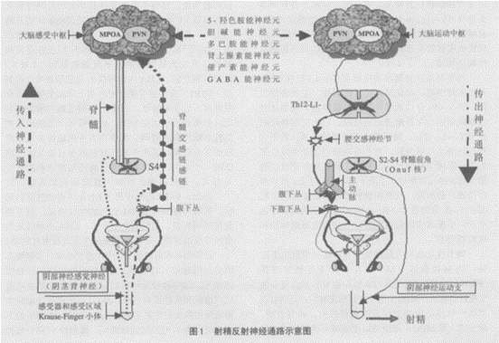 图 3射精反射神经通路示意图 