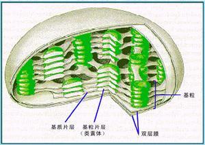 叶绿体