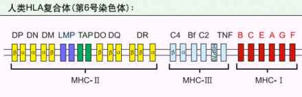 HLA复合体基因简图