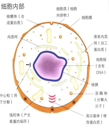 细胞质示意图