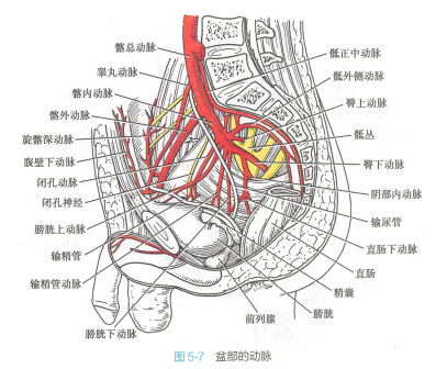 盆部的动脉