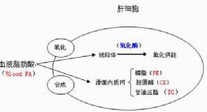 正常肝脏脂肪酸代谢