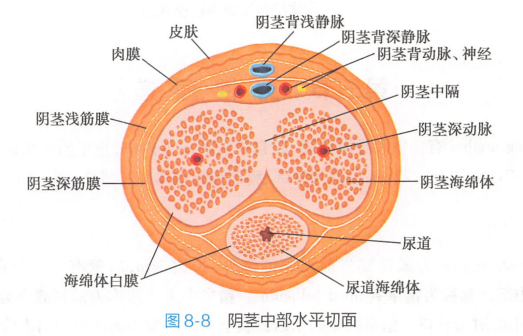 阴茎中部水平切面