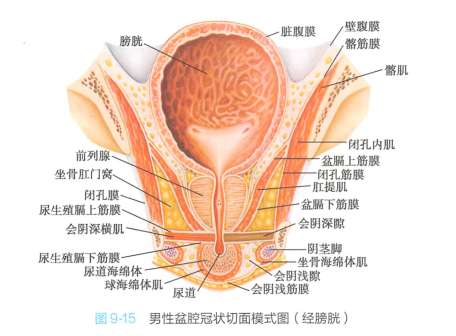 男性盆腔冠状切面模式图（经膀胱）