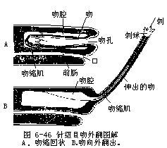 纽虫