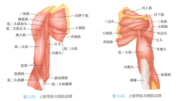 臂肌前群（示肱二头肌）