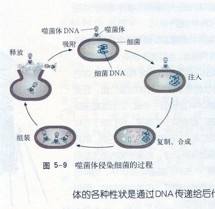 噬菌体侵染细菌过程示意图