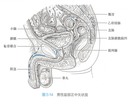 男性盆部正中矢状面