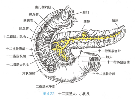 十二指肠大、小乳头