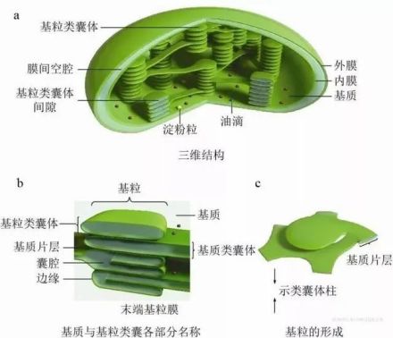 叶绿体结构