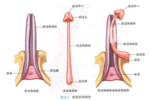 阴茎的海绵体