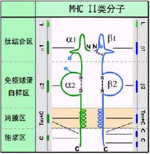 HLAⅠ类、Ⅱ类分子结构示意图