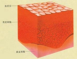 皮肤细胞