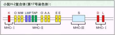 小鼠H-2复合体结构示意图