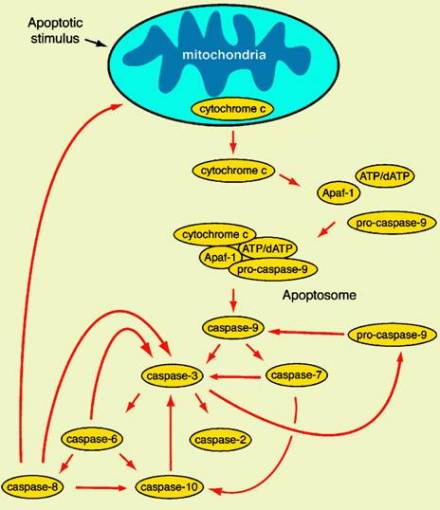 细胞色素释放引起的凋亡