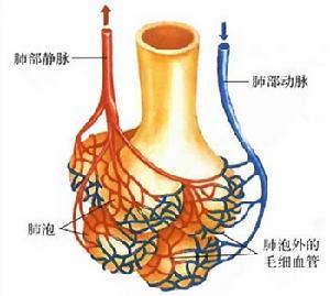 静脉