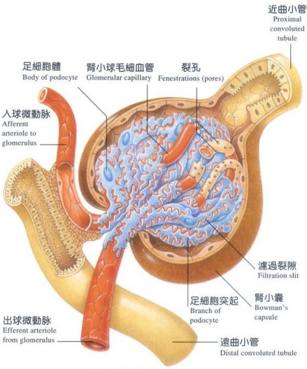 肾小球