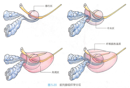 前列腺组织学分区 