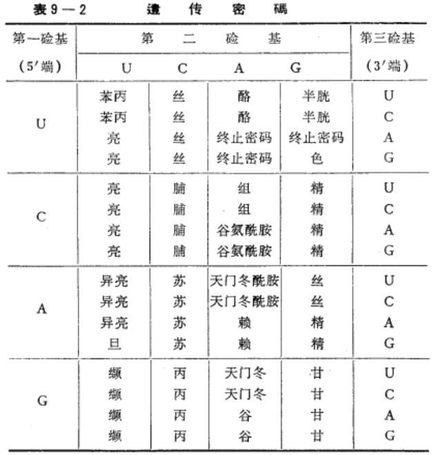 mRNA密码与氨基酸的对应关系