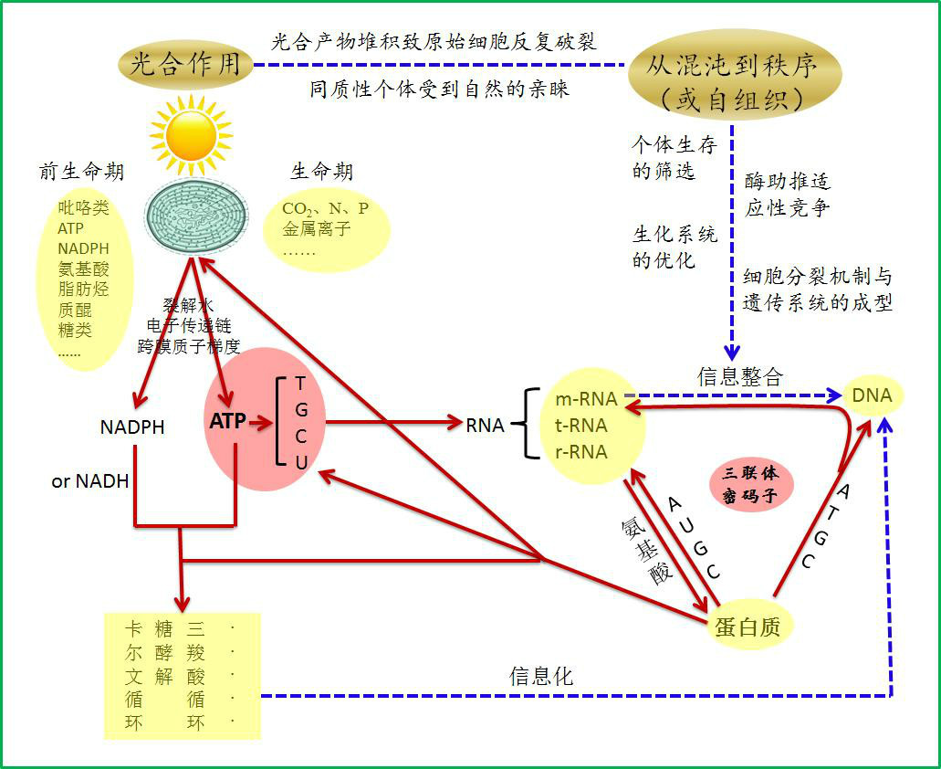 ATP中心假说示意图