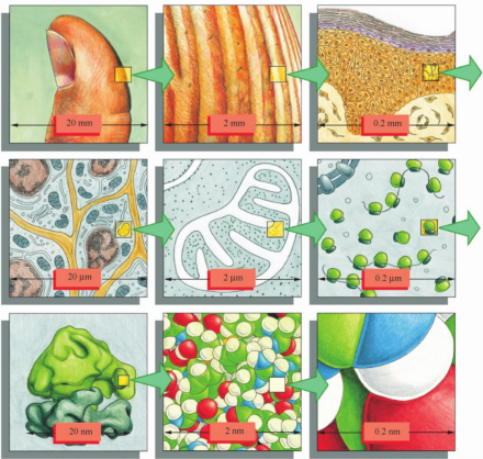 从活细胞到原子的尺度。图源：细胞生物学精要