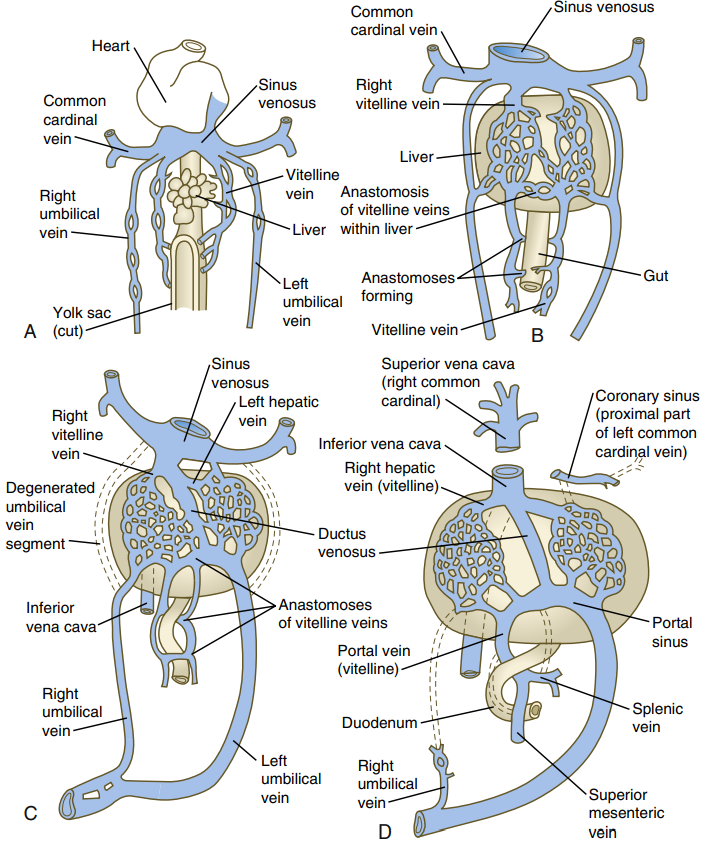 门静脉系统，静脉导管和脐静脉的发生